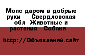 Мопс даром в добрые руки.  - Свердловская обл. Животные и растения » Собаки   